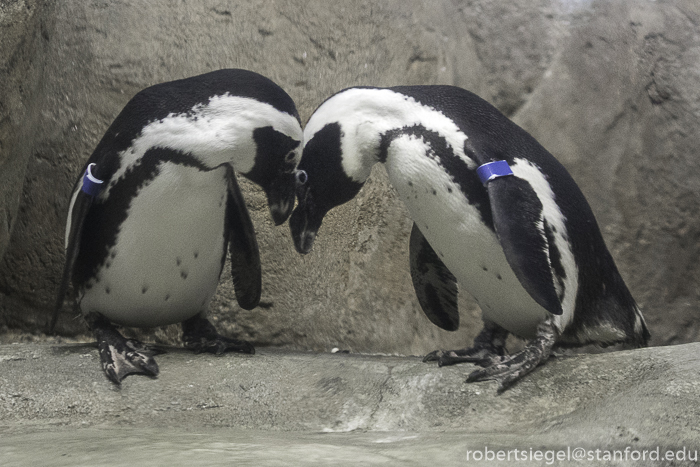 California Academy of Science 2019